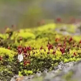 錦州袁枚《苔》英譯本14種